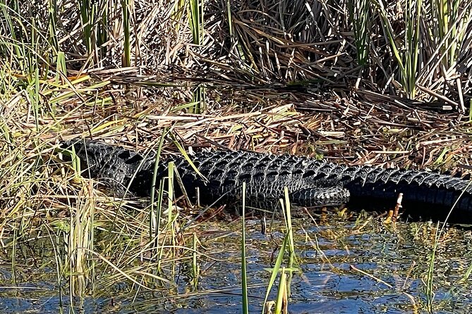 60 min. Everglades Airboat ride & pick-up ,small group +pro guide - Tips, timing, and how to avoid the common disappointments