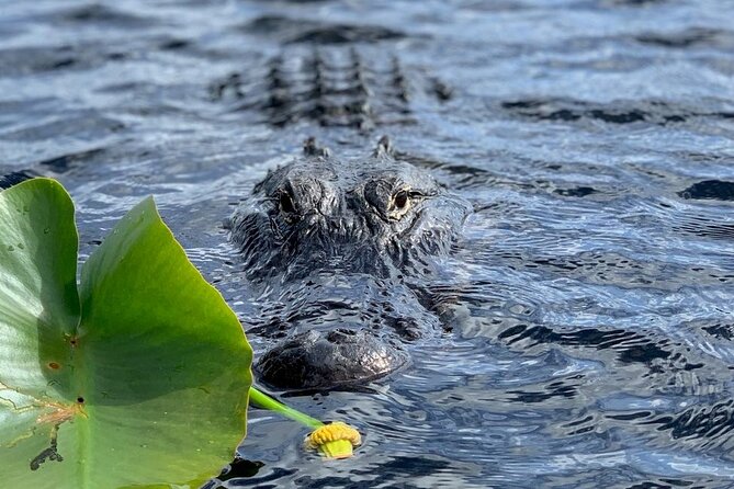 60 Minutes Small Group Everglades Airboat Ride in Miami - How the Small Group Format Changes Your Experience