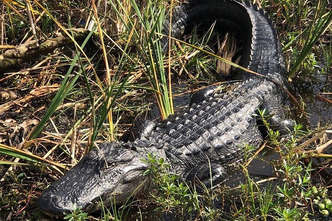 90 minute Everglades Airboat Tour near Orlando Florida - Wildlife Viewing Reality Check: What You Can and Cannot Control