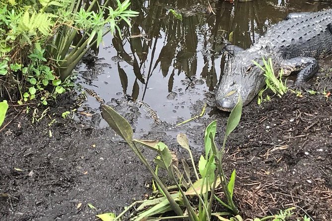90 minute Everglades Airboat Tour near Orlando Florida - Comfort and Safety: What to Wear on the Swamp Ride