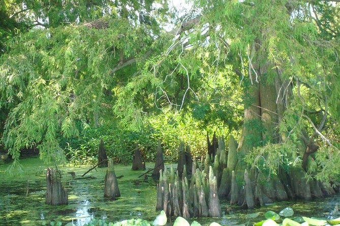 90 minute Everglades Airboat Tour near Orlando Florida - Price and Value: Does $89 Buy You Enough?