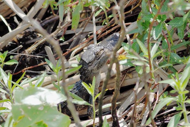 90 minute Everglades Airboat Tour near Orlando Florida - The Boat Experience: Stadium-Like Seating and a Smaller-Group Feel