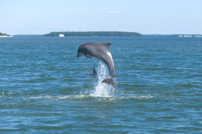 90-Minute Private Dolphin Tour in Hilton Head Island - Key Things You’ll Notice on This Dolphin Cruise