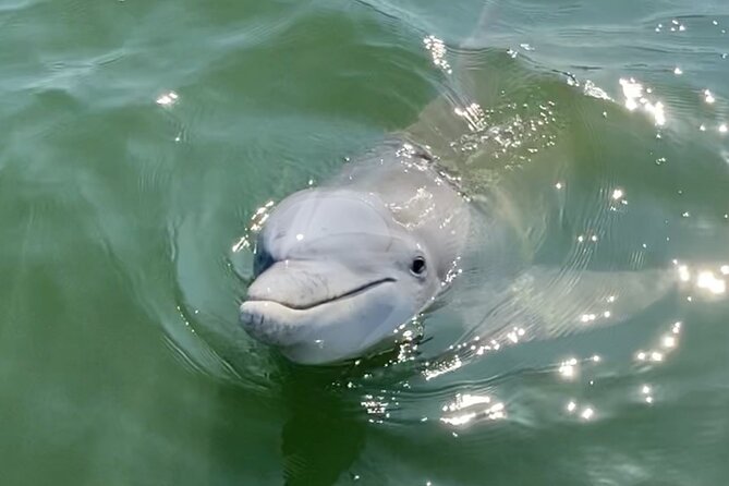 90-Minute Private Dolphin Tour in Hilton Head Island - Meeting at 68 Helmsman Way, Then Out on Hilton Head Waters