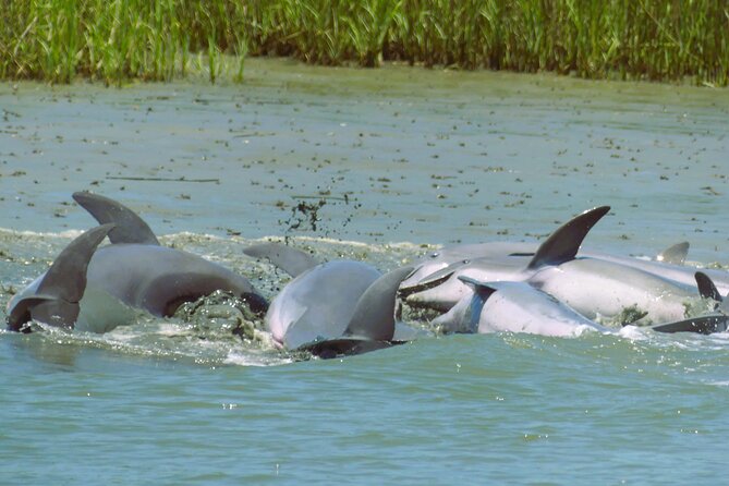 90-Minute Private Dolphin Tour in Hilton Head Island - Dolphin Hunting Routes: Cooper River and Daufuskie Island