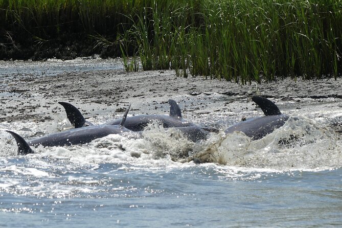 90-Minute Private Dolphin Tour in Hilton Head Island - Captain Mark and the Lowcountry Master Naturalist Explain the Whole Picture