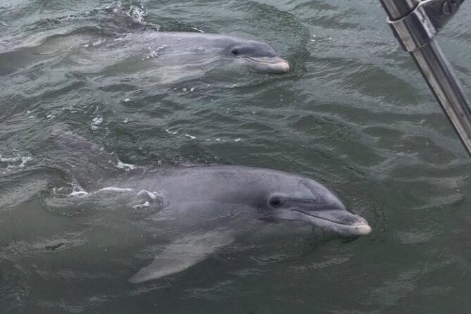 90-Minute Private Dolphin Tour in Hilton Head Island - Photo Moments by a Lighthouse, Plus Shell and Crab Add-Ons