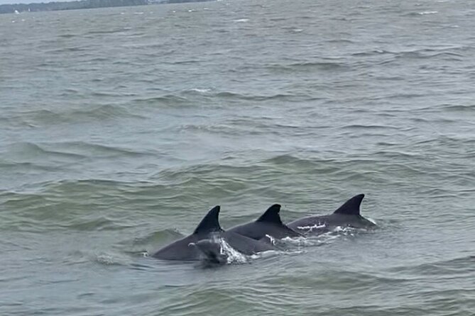 90-Minute Private Dolphin Tour in Hilton Head Island - Price Check: What $279 Per Group Gets You