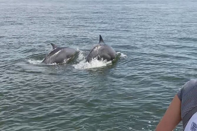 90-Minute Private Dolphin Tour in Hilton Head Island - Best Departure Timing: Sunset Chances and Dolphin Activity