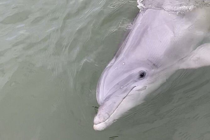 90-Minute Private Dolphin Tour in Hilton Head Island - When Weather Changes the Plan, You Still Have Options