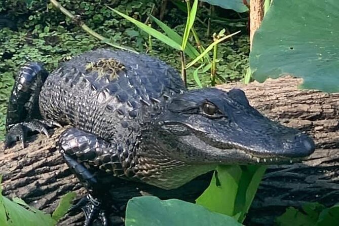 Airboat Adventure in Saint Augustine with a Guide - The 1.5-hour airboat ride: speed, sound, and why the headsets matter