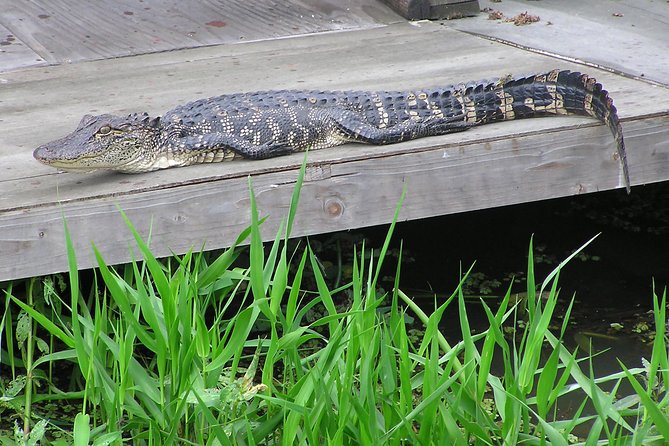 Airboat and Plantations Tour with Gourmet Lunch from New Orleans - Laura Plantation: Creole roots plus personal stories in the Slavery Museum
