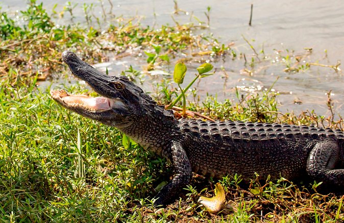 Airboat Ride with Transportation from New Orleans - The Airboat Ride: What You Are Really Paying For