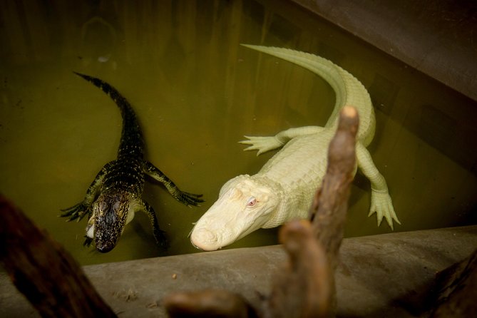Airboat Ride with Transportation from New Orleans - Price and Value: Is $90 Worth It?
