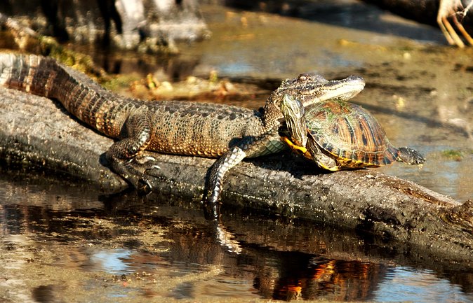 Airboat Ride with Transportation from New Orleans - Who Should Book This Airboat Ride, and Who Should Skip It