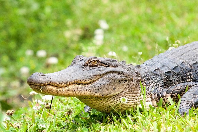 Airboat Ride with Transportation from New Orleans - Albino Alligator Exhibit and Snack Stop: Make It Work For You