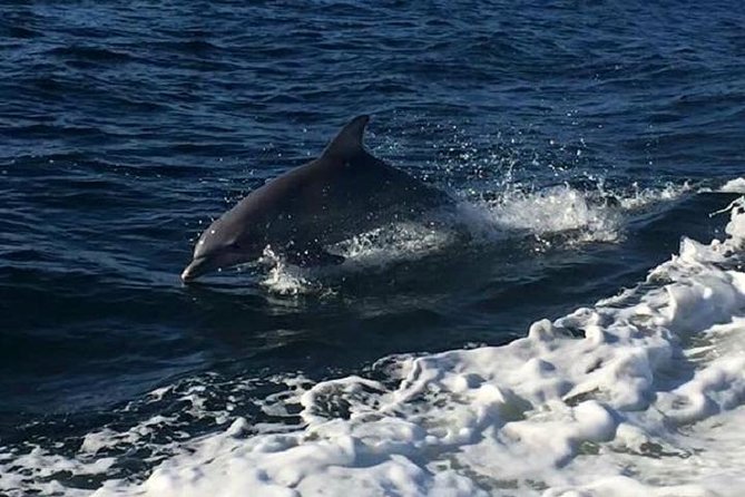 Alabama Gulf Coast Dolphin Cruise - The dolphin hunt on a 2-hour Gulf cruise
