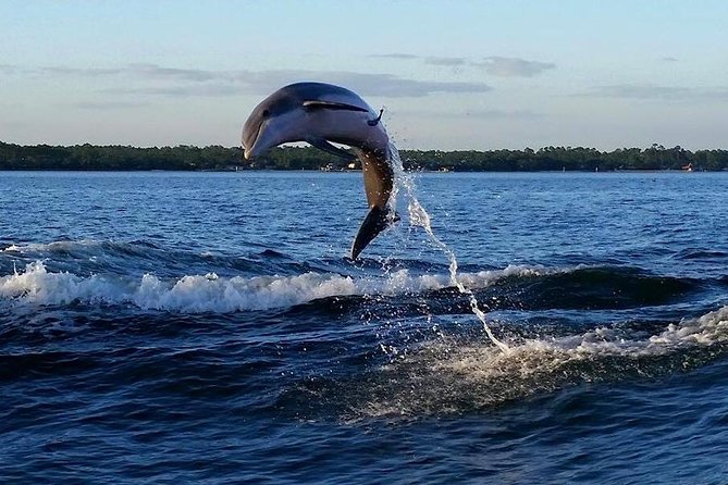 Alabama Gulf Coast Dolphin Cruise - What you can spot besides dolphins (yes, crabs count)