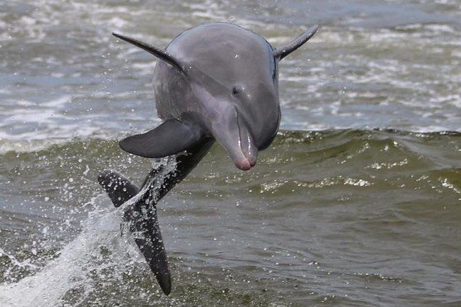 Alabama Gulf Coast Dolphin Cruise - Crew energy and how the boat experience feels