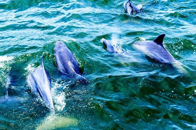 Alabama Gulf Coast Dolphin Cruise - Safety first: life jackets and Coast Guard rules