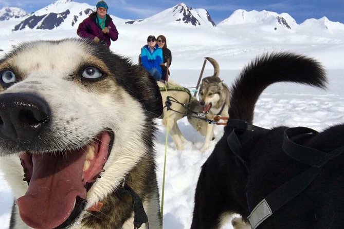Alaska Helicopter and Glacier Dogsled Tour - ANCHORAGE AREA - Key Highlights You Should Know Before You Go