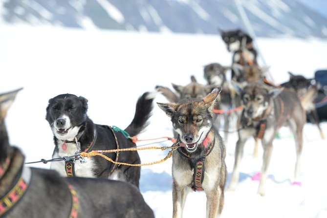 Alaska Helicopter and Glacier Dogsled Tour - ANCHORAGE AREA - Mush your own team, or ride while the pros run it