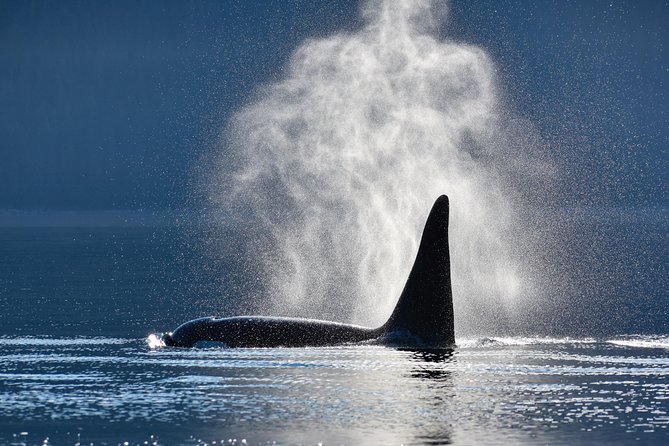Alaska Whale Watching Cruise w/ 3 HOURS on the water - Key highlights you should care about