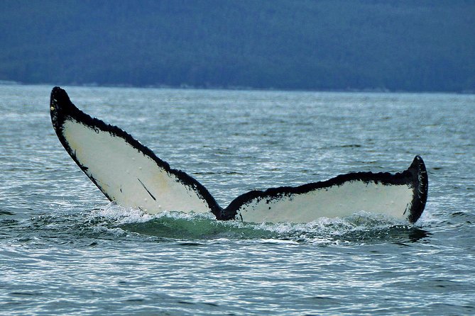 Alaska Whale Watching Cruise w/ 3 HOURS on the water - Juneau to Auke Bay: the smart, low-stress transfer
