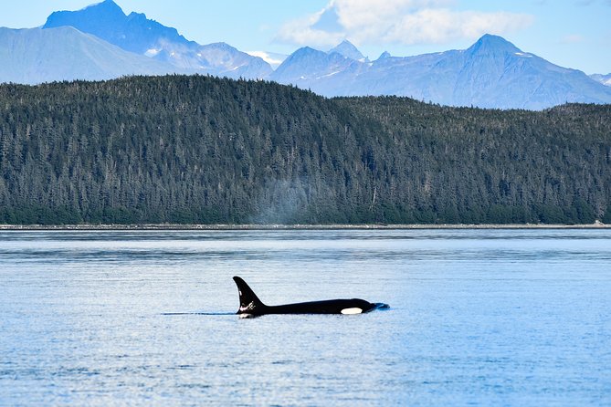 Alaska Whale Watching Cruise w/ 3 HOURS on the water - Live narration on Juneau’s waters: what you will actually learn
