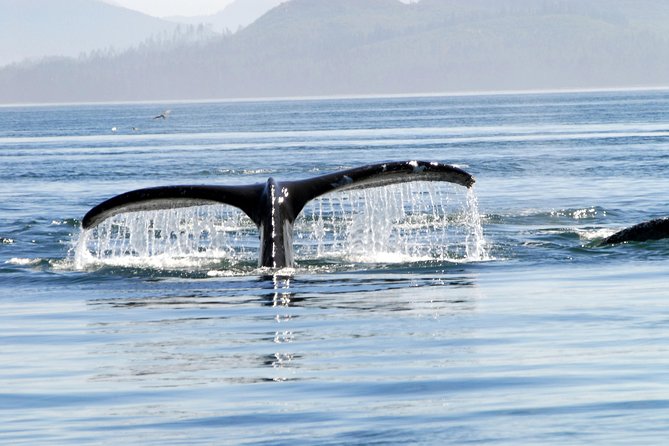 Alaska Whale Watching Cruise w/ 3 HOURS on the water - How whale spotting works on the day you go