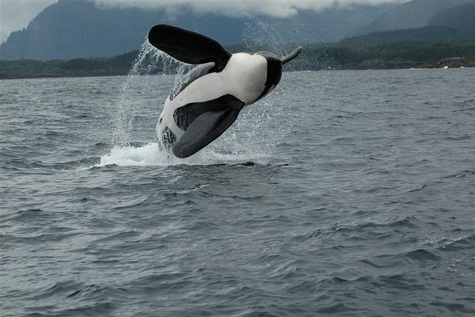 Alaska Whale Watching Cruise w/ 3 HOURS on the water - Timing that fits your cruise day: 4 hours total, 3 on the water