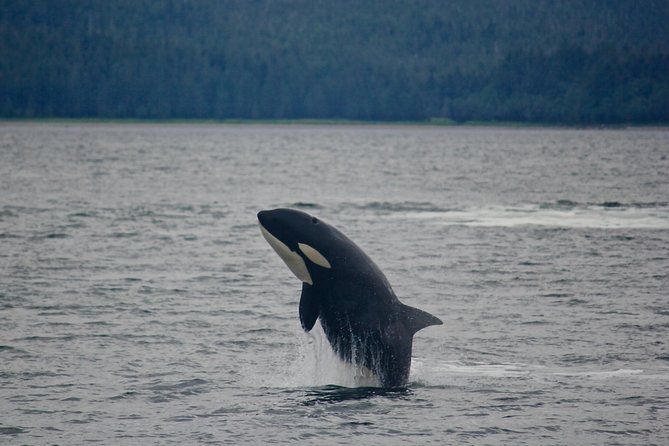 Alaska Whale Watching Cruise w/ 3 HOURS on the water - Price and value: why $159 can make sense in Juneau