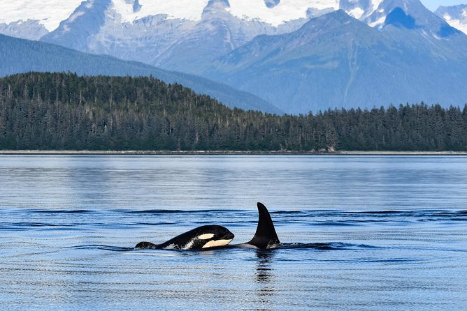Alaska Whale Watching Cruise w/ 3 HOURS on the water - Who should book this cruise, and who might want another option