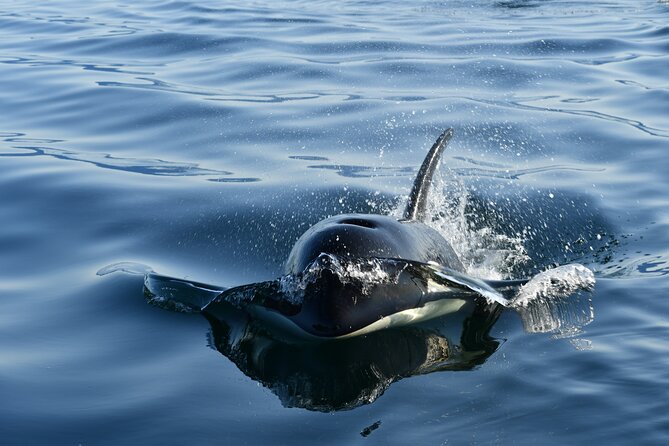 Alaska Whale Watching with bonus Drone viewing of Whales - Key Things I’d Mark on Your Map