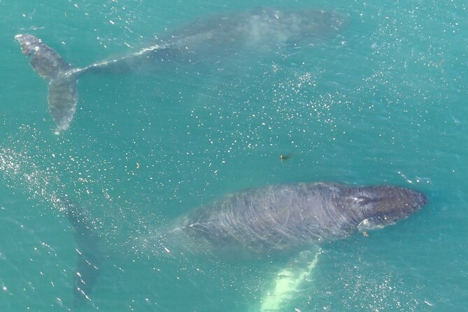 Alaska Whale Watching with bonus Drone viewing of Whales - Icy Strait Point Basics: Why This Port Works for Whales