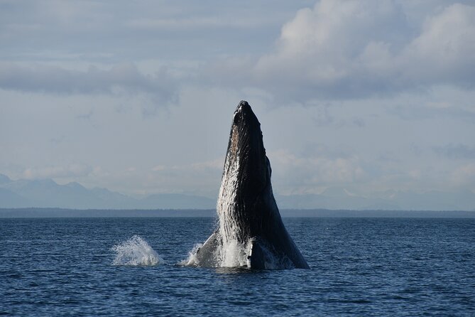 Alaska Whale Watching with bonus Drone viewing of Whales - What You Can Expect to See in 3 Hours of Icy Strait Wildlife