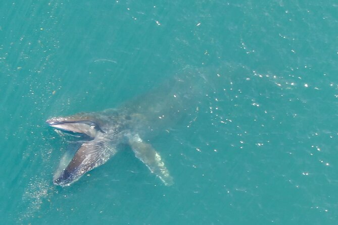 Alaska Whale Watching with bonus Drone viewing of Whales - The Ride Plan, From Check-In to Head Back