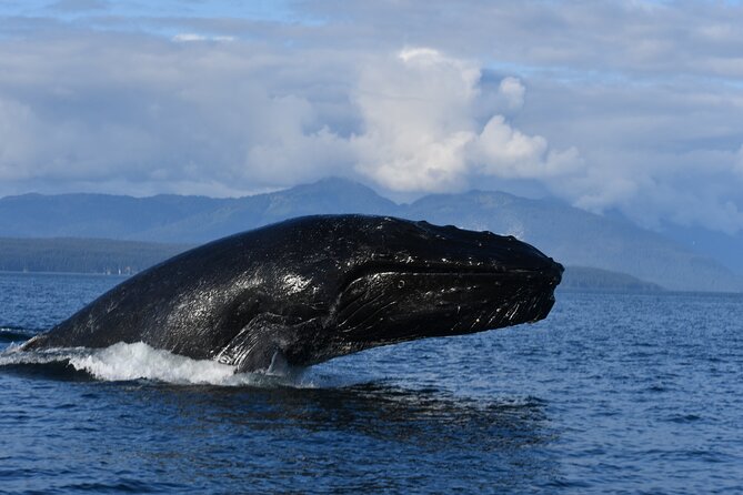 Alaska Whale Watching with bonus Drone viewing of Whales - Snacks, Soda, Drinks, and the Small-Boat Comfort Factor