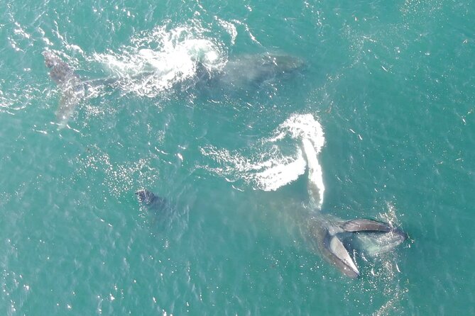 Alaska Whale Watching with bonus Drone viewing of Whales - Weather Reality: When Fog Limits Sightings and the Drone