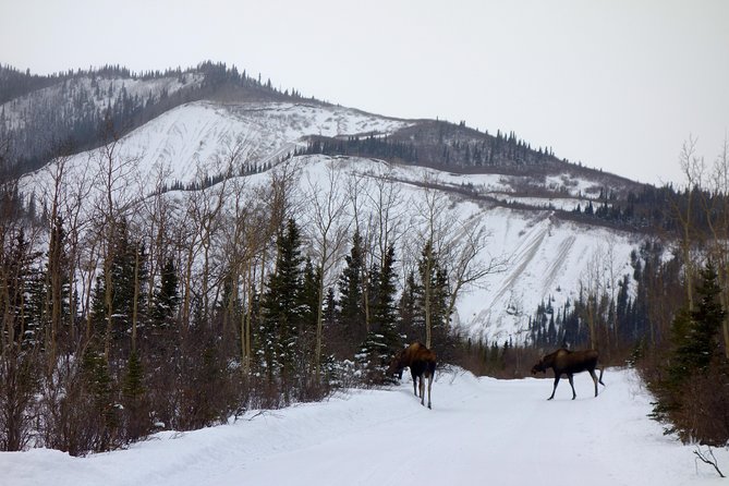 Alaskan Back Country Side by Side ATV Adventure with Meal - From safety briefing to the first scenic stops