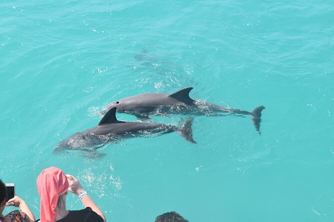 All-Inclusive Sandbar Safari with Dolphin Playground Encounter - The secluded sandbar: where the day actually slows down