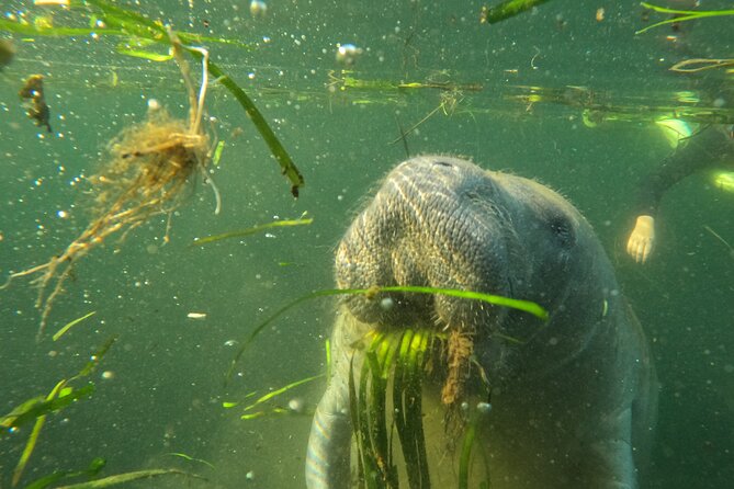 All-Inclusive Small Group Manatee Swim with Free Photos - The photo package that lets you actually enjoy the moment