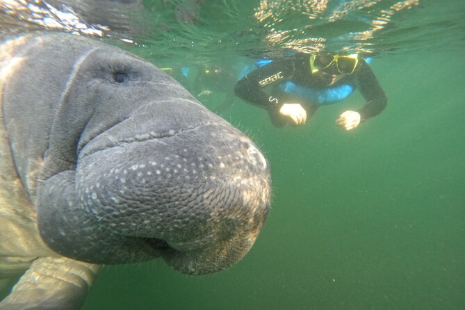 All-Inclusive Small Group Manatee Swim with Free Photos - Hot chocolate, cold water, and what to expect after you get out