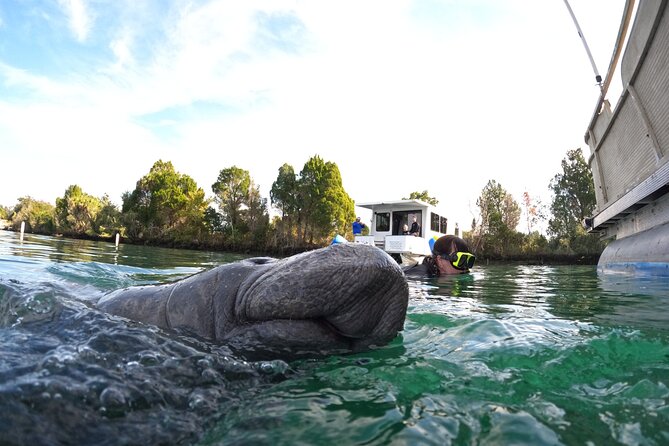 All-Inclusive Small Group Manatee Swim with Free Photos - Price and what makes $89.95 feel fair