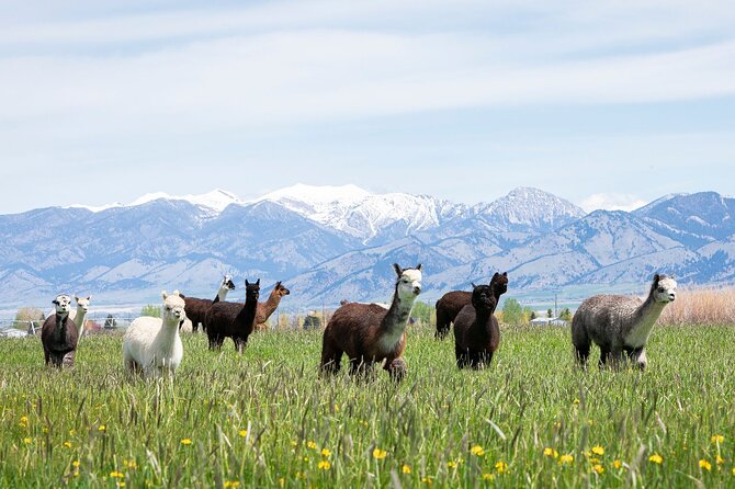 Alpaca and Llama Farm Tour - Key Highlights You Will Actually Feel