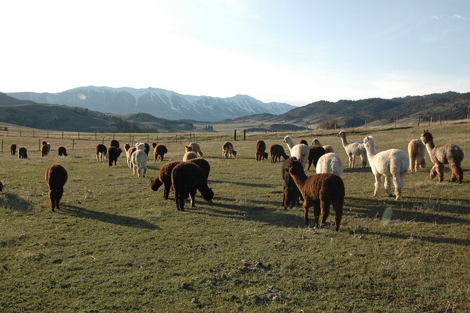 Alpaca and Llama Farm Tour - A Working Farm in Bozeman, Not a Stuffed Zoo
