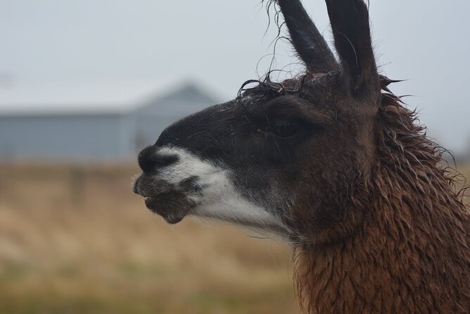 Alpaca and Llama Farm Tour - The Stop 1 Flow: Photos, Extras, and a Small Souvenir
