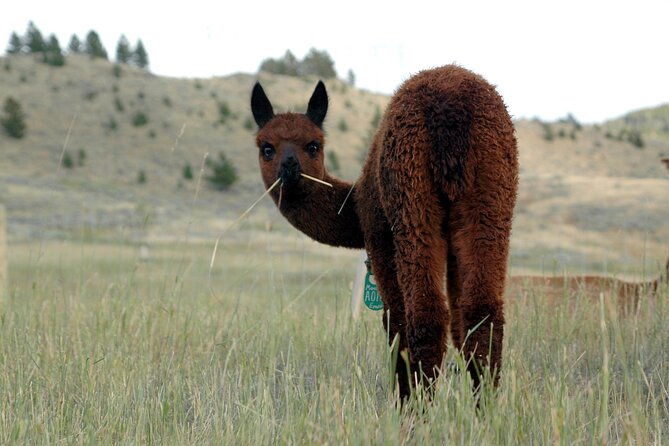 Alpaca and Llama Farm Tour - What to Wear, Bring, and Watch for (No Restroom Included)