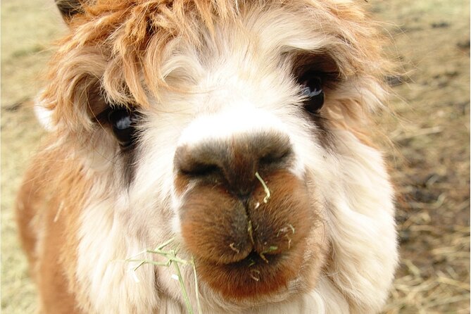 Alpaca and Llama Farm Tour - Mobility, Breaks, and the Relaxed Pace