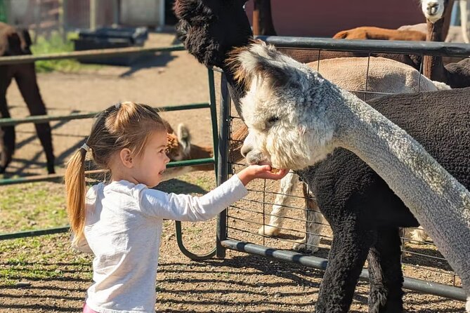 Alpaca and Llama Farm Tour - Timing in Bozeman: Morning or Afternoon and Weather Reality